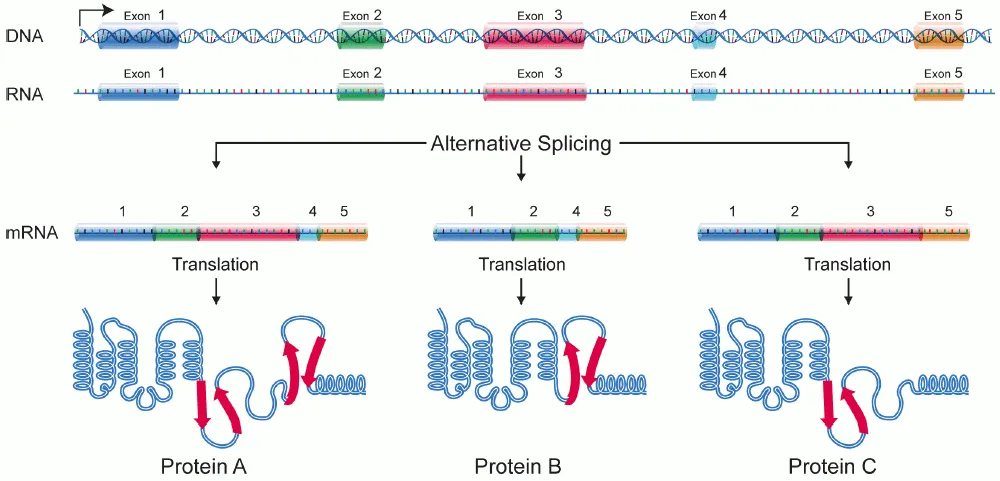 Alternative splicing