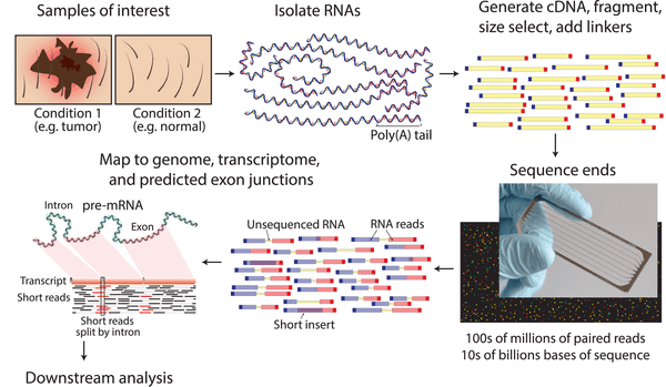 RNAseq